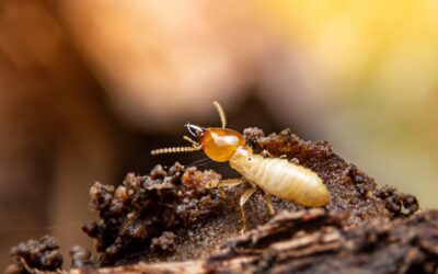 How to Know If You Have Termites at Home: Early Signs and What to Do